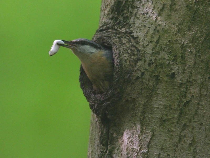 Ontlastingspakketje wordt weggebracht er zijn dus nestjongen. Leersum, mei 2006. - foto: Harvey van Diek