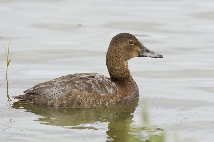Alert vrouwtje houdt waarnemer zenuwachtig in de gaten, kan goed wijzen op de aanwezigheid van een nest of jongen. Terschelling, 5 juni 2009. - foto: Harvey van Diek